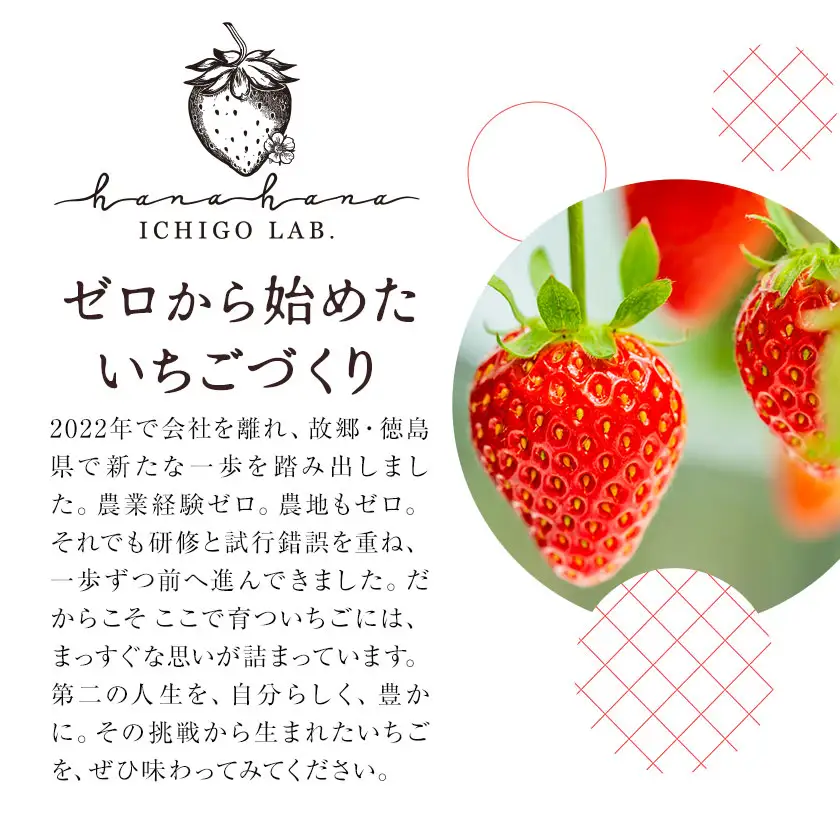 いちご 苺 贈答 ギフト ボックス 2パック 約500g 