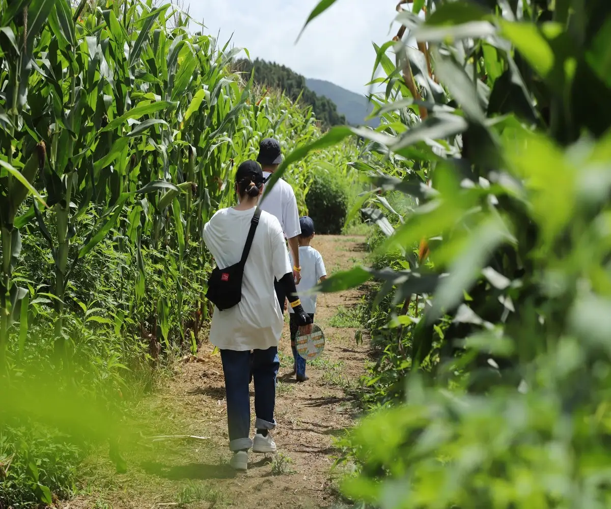 真夏のとうもろこし巨大迷路2026ゴールドデント777WAKUYA｜とうもろこし 体験 迷路 涌谷町【saito006】