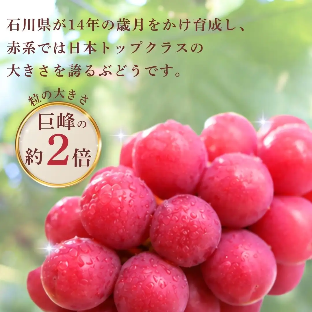 2026年 先行予約 ルビーロマン ぶどう 1房 500g 以上