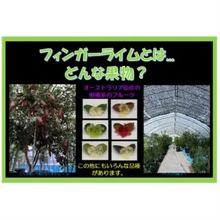 【宮城県村田町産】フィンガーライムMIX　100g×1パック【配送不可地域：離島】【1747195】