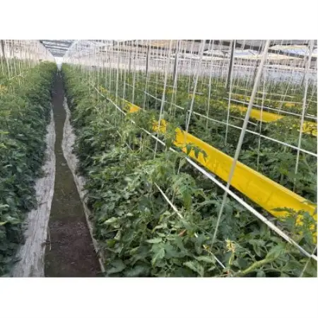 糖度9以上!極上フルーツトマト1kg(11～13玉)群馬県館林市産 数量限定 希少な「感動のトマト」【1740300】