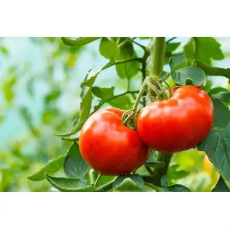 【館林市産】圧巻の大玉!完熟トマト 4kg(2Lサイズ14～15玉) 味が濃く甘い!贅沢な贈り物にも【配送不可地域：離島】【1740405】