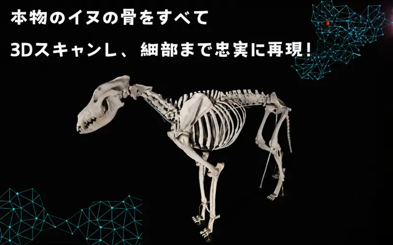 全身 骨格 レプリカ イヌ 縮小 / 標本 コレクション プラモデル 動物 犬 フィギュア インテリア 模型 動物 博物館 頭蓋骨 ミニチュア 3D プリント【anf949-shk-inu】