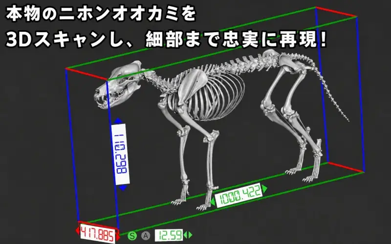 全身 骨格 レプリカ ニホンオオカミ 縮小 / 標本 コレクション プラモデル 動物 標本 骨格 狼 フィギュア インテリア 模型 動物 博物館 頭蓋骨 ミニチュア 3D プリント【anf949-shk-nok】