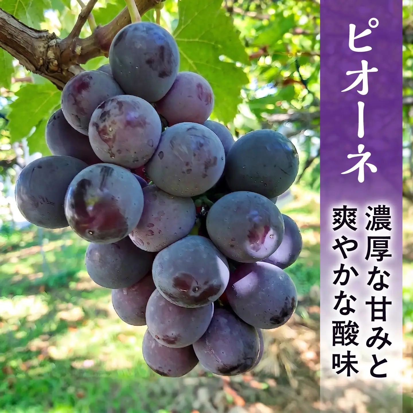 【先行予約】【2026年8月下旬発送開始】熊本県産 種なしピオーネ 約3kg / ぶどう ブドウ フルーツ 果物 くだもの 青果【有限会社 高司農園】[AYDP002]