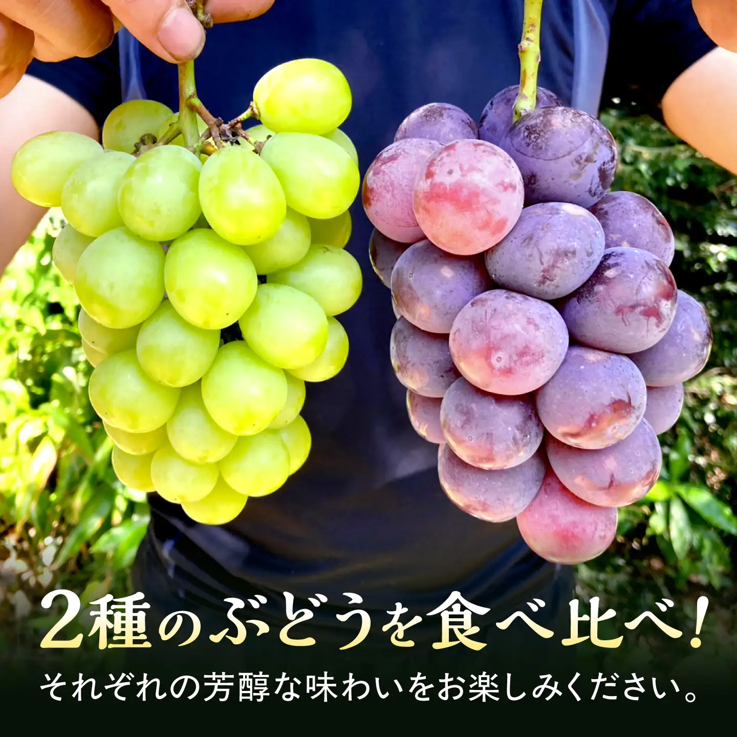 【先行予約】【2026年8月下旬発送開始】熊本県産 種なしピオーネ＆シャインマスカット 各1kg 計約2kg 食べ比べ セット / ぶどう ブドウ フルーツ 果物 くだもの 青果【有限会社 高司農園】[AYDP004]