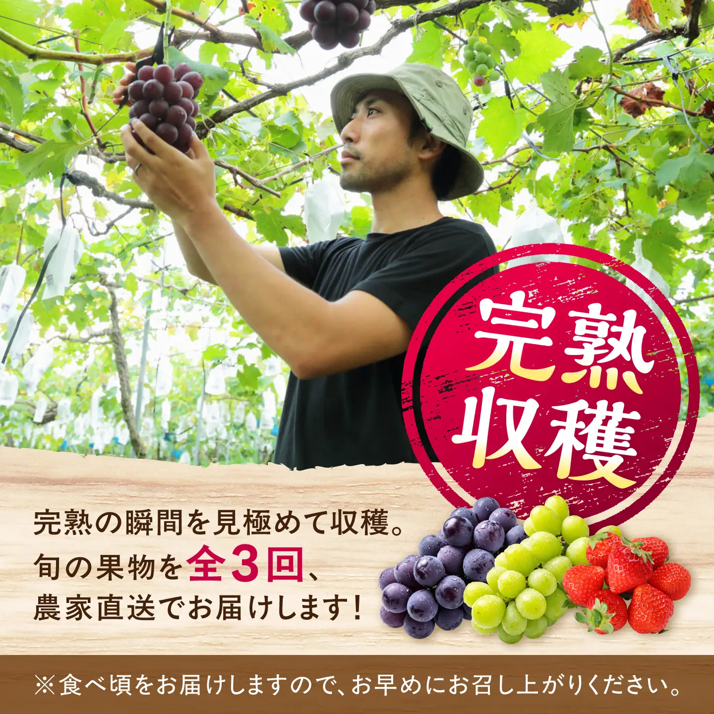 【先行予約】【2026年8月下旬発送開始】【全3回定期便】果物定期便 ピオーネ(約1kg)＆シャインマスカット(約1kg)＆いちご(約500g) 計約2.5kg 食べ比べ / 旬の時期にお届け ぶどう ブドウ 苺 ストロベリー フルーツ 果物 くだもの 青果【有限会社 高司農園】[AYDP005]