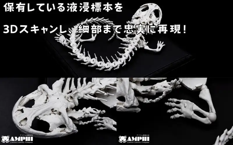 全身 骨格 レプリカ ヘルベンダー 原寸大 / 標本 コレクション プラモデル 実物大 動物標本 骨格 オオサンショウウオ フィギュア インテリア 模型 動物 両生類 爬虫類 博物館 頭蓋骨 ミニチュア オブジェ 3D プリント【anf949-gns-hel】