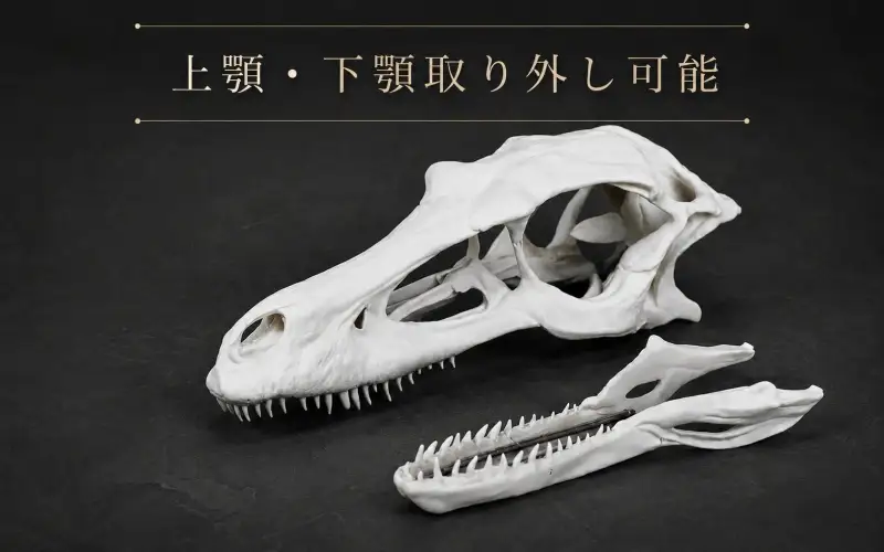 頭骨 レプリカ ヴェロキラプトル 原寸大 / 標本 コレクション プラモデル 実物大 恐竜 骨格 フィギュア インテリア 展示 模型 博物館 骨格 頭蓋骨 オブジェ 3D プリント【anf949-gns-vlc】