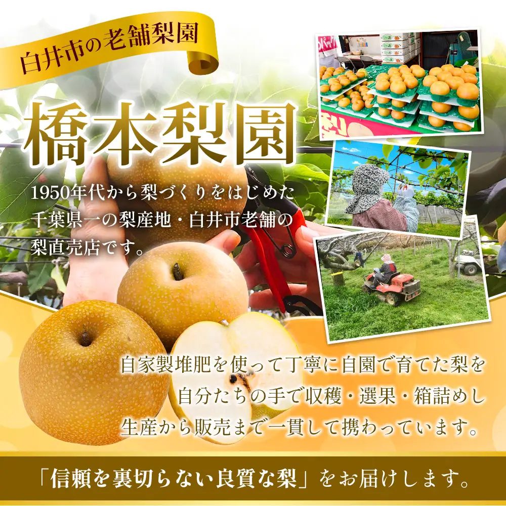 【常温便】豊水　3kg　5～10玉