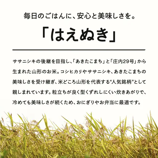 【先行予約】＜新米＞ はえぬき 無洗米 20kg 2月上旬~2月中旬発送 国産 お米 山形県産 山形産  おすすめ 20kg 20キロ 20きろ 令和8年産 2026年産 沖縄・離島への配送不可 コメ こめ はくまい 白米米 tf-hamxb20-2f