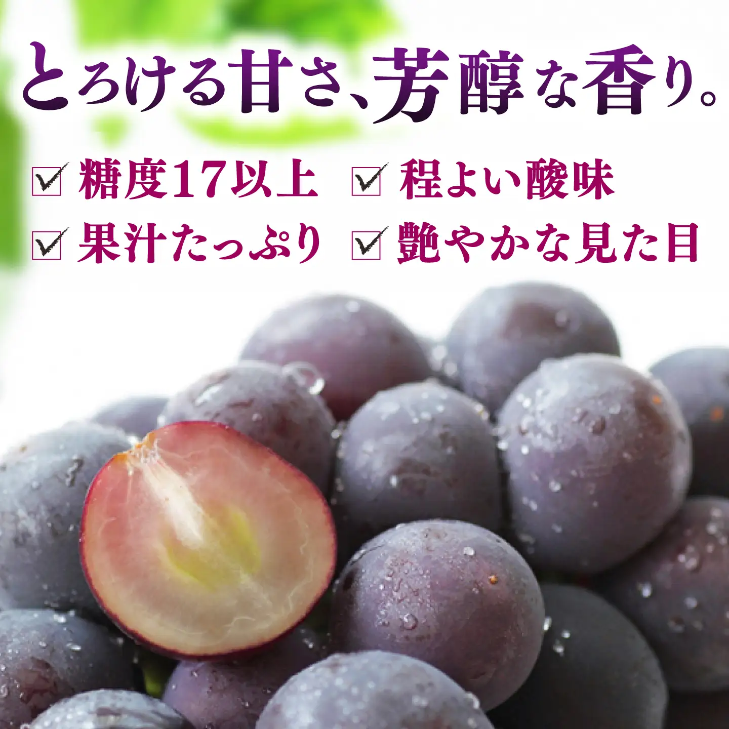 種無し巨峰 2パック（約700g） [AFAB116]