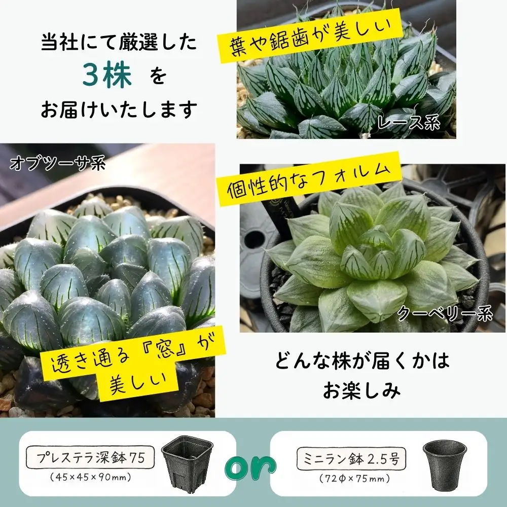 特選美種：多肉植物 ハオルチア 実生オリジナル苗 おまかせ3種【埼玉県 春日部市 観葉 飾り用  室内向け コレクター 趣味園芸 希少カテゴリー 選定株 贈答品 家庭鑑賞】（DM003）