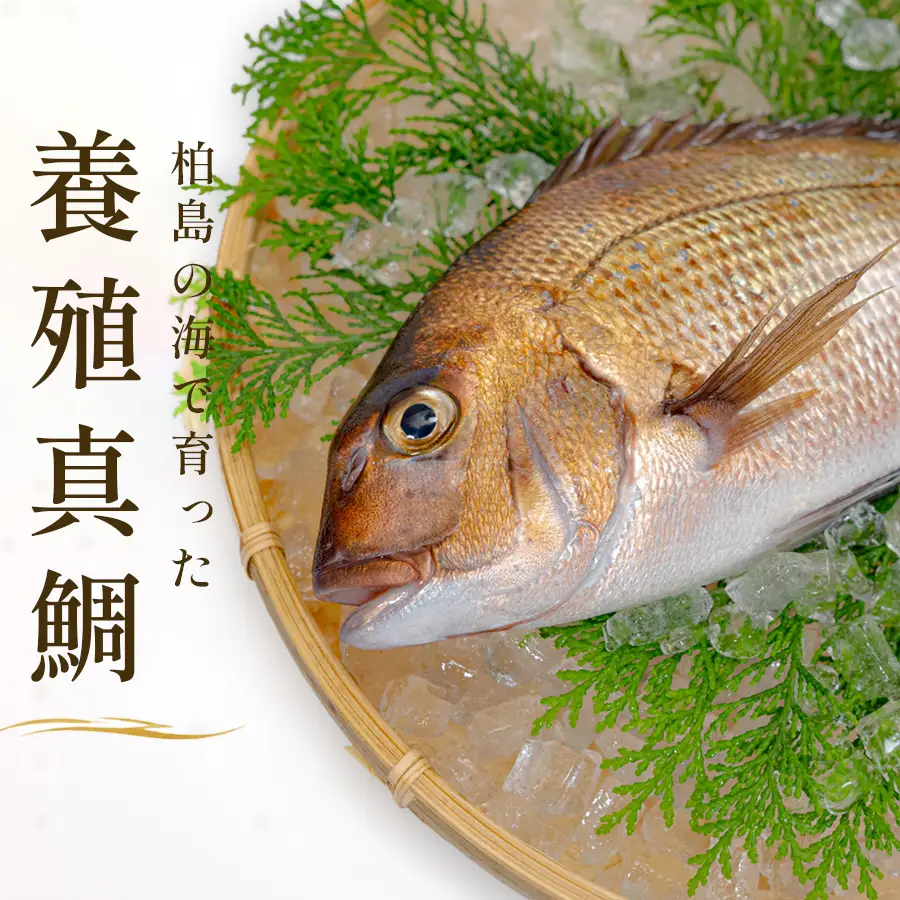 お食い初め 真鯛 1尾 500g以上 尾頭付き 鯛 のみ 1匹 真空パック 祝い鯛 百日祝い 100日祝い 鯛の塩焼き お食初め 自宅 お食い初め料理 初節句 100日お祝い膳 節句 記念撮影 赤ちゃん ベビー  魚 高知県 柏島産 大月町