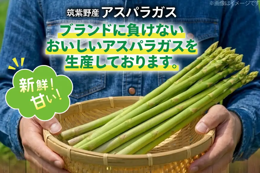 【期間限定発送】 アスパラ グリーンアスパラガス L 500g