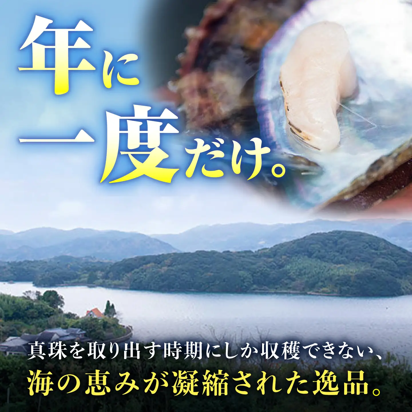 先行予約 アコヤ貝柱2kg 冷蔵[CBZ012] 貝柱