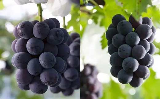 【 ご家庭用 】 岡山県産 摘み落としぶどう 農家セレクト 2種 詰め合わせ 約1kg ブドウ フルーツ 果物 くだもの 果実 おやつ デザート スイーツ 詰合せ 詰め合わせ セット 【 2026年8月下旬～10月下旬迄発送予定 】