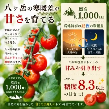 【毎月定期便】蓼科野菜　八ヶ岳産高原育ちのフルーツミニトマト 約2kg 全2回【配送不可地域：離島】【4088598】