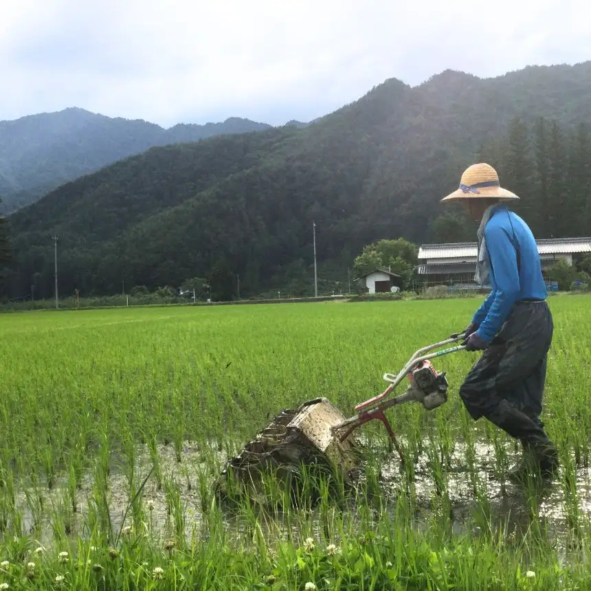 幻のお米 朝日 あさひ 白米 5kg 自然栽培 天日干し | お結び自然農縁