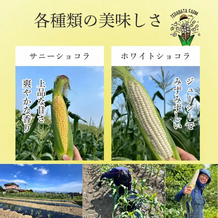 とうもろこし ホワイトショコラ 10本 | 寺畑農園