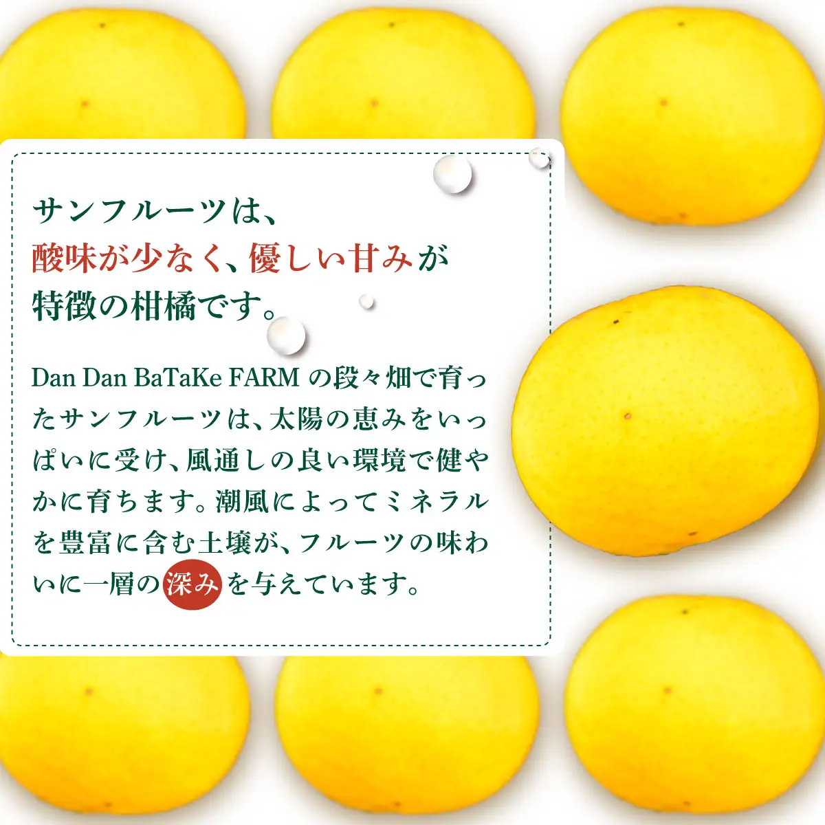 【先行予約】【訳あり】新甘夏 サンフルーツ 約5kg |柑橘 みかん 果物 フルーツ 愛媛県産 西宇和産 農家直送 ※離島への配送不可　※2027年3月中旬より順次発送予定 IKTAU017