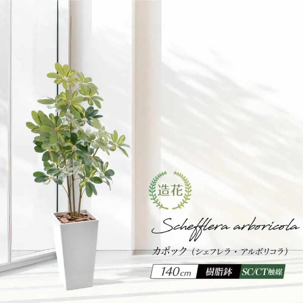 人工観葉植物 カポック斑入り 140cm 樹脂鉢Lサイズ白 SC触媒加工済