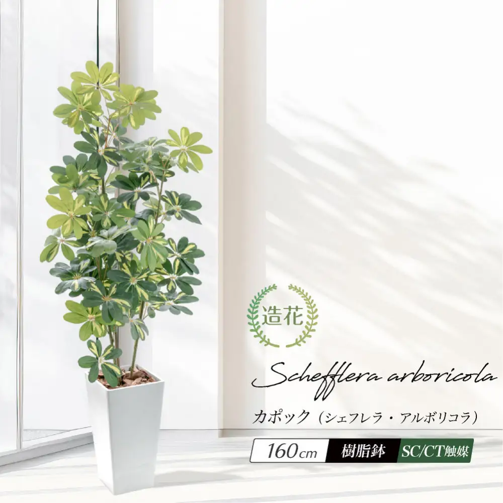 人工観葉植物 カポック斑入り 160cm 樹脂鉢Lサイズ白 SC触媒加工済