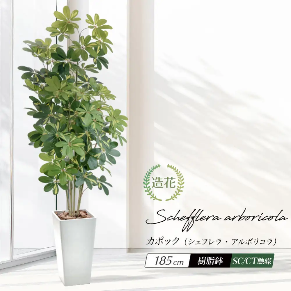 人工観葉植物 カポック斑入り 185cm 樹脂鉢Lサイズ白 SC触媒加工済