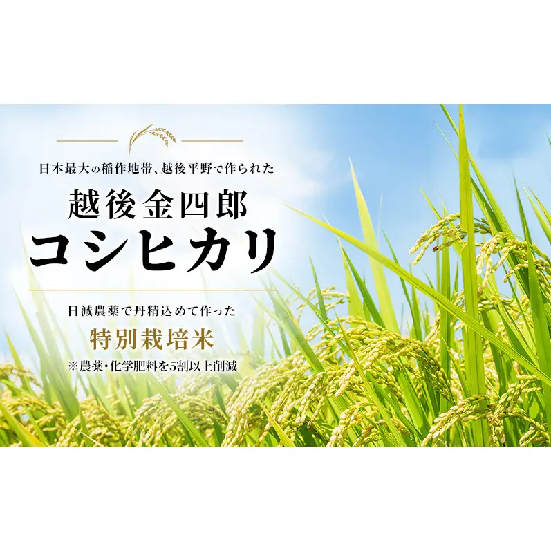 令和7年度米 新潟市産 越後金四郎コシヒカリ（特別栽培米）5kg