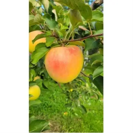 【訳あり】青森県産りんご「家庭用ぐんま名月家庭用」約5kg　産地直送!【配送不可地域：離島】【1751603】