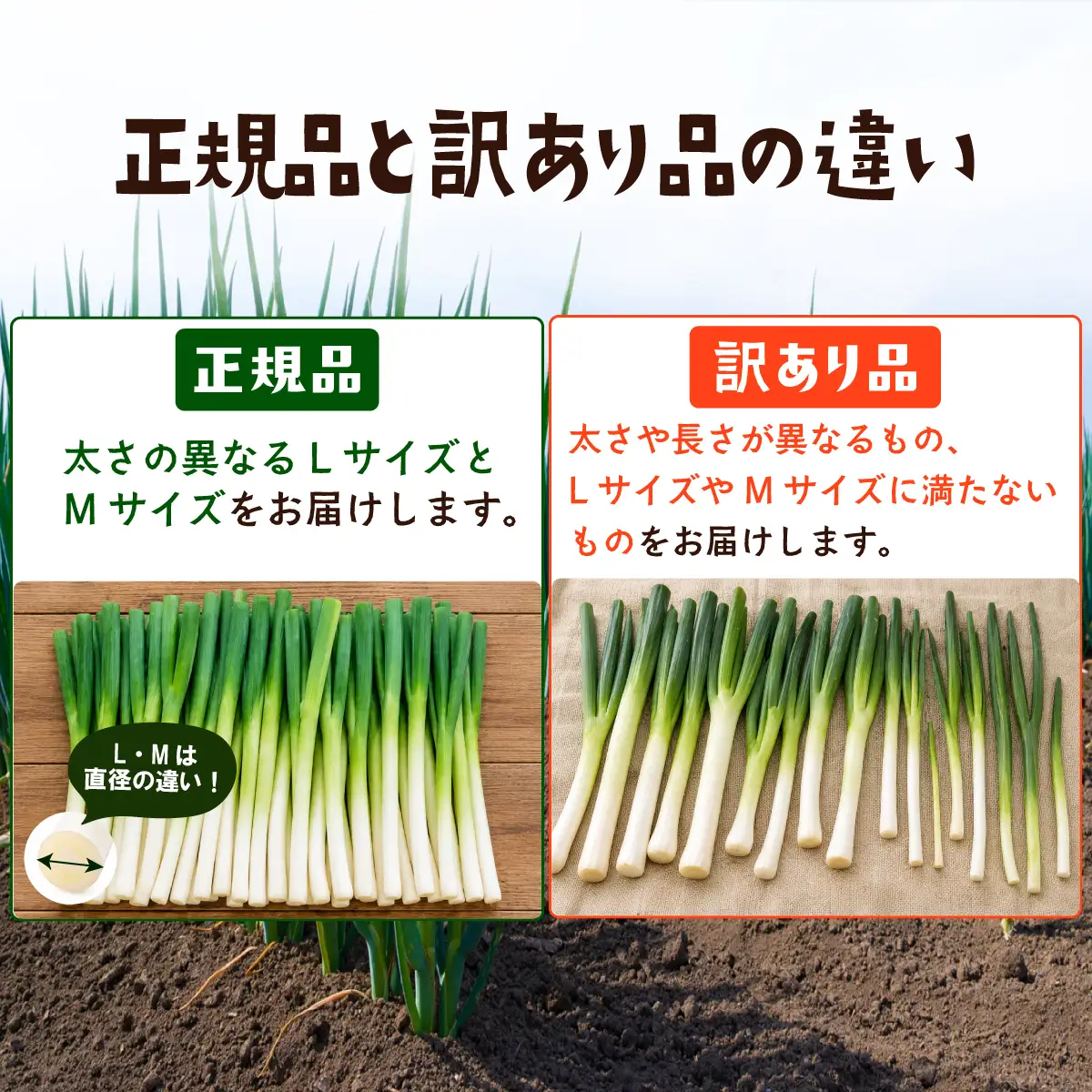 【訳あり】長ねぎ 約5kg 長ネギ 白ねぎ 白ネギ