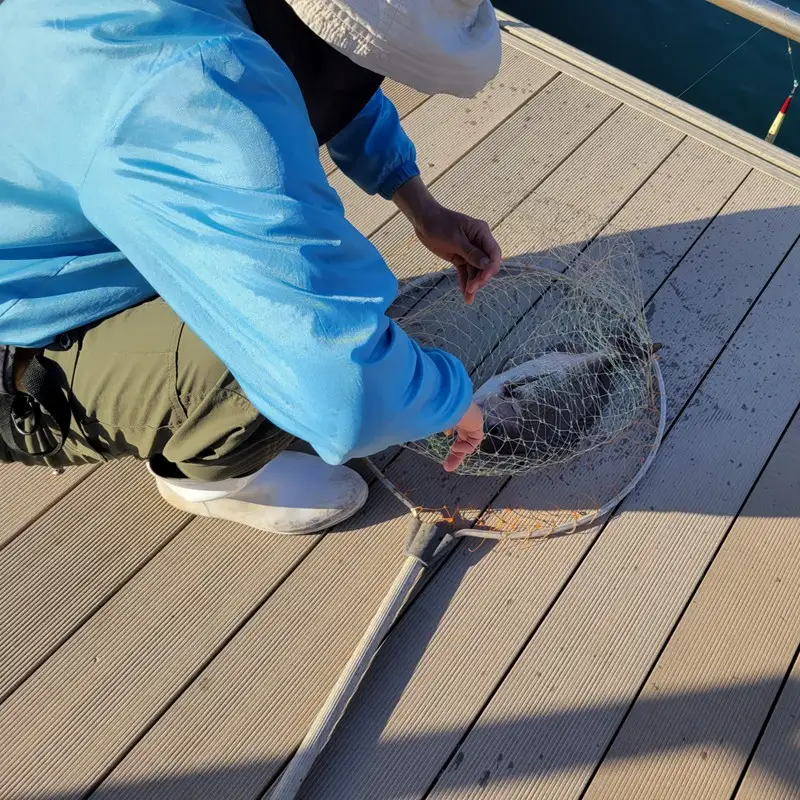 海洋体験施設うみんぐ大島 魚捌き教室体験1名様分【(㈱)むなかた大島】_HA2027 体験 チケット 福岡県宗像市 宗像市 福岡 宗像