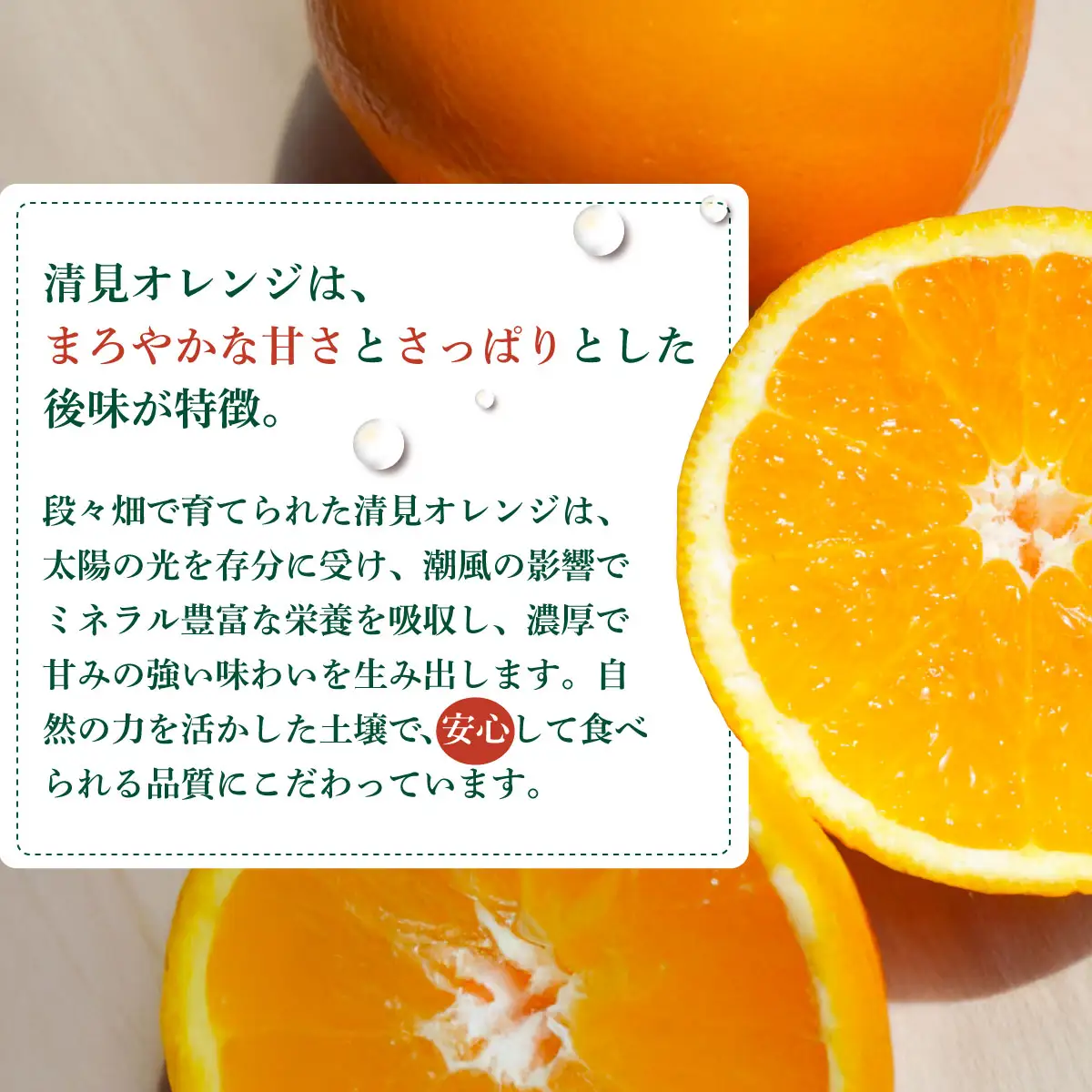 【先行予約】【家庭用】清見オレンジ 約5kg | 柑橘 みかん 果物 フルーツ 愛媛県産 農家直送　※離島への配送不可　※2027年3月中旬より順次発送予定 IKTAU010