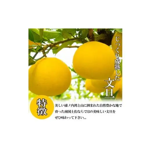 訳あり 土佐文旦 【 10kg 】 202７年１月下旬より発送