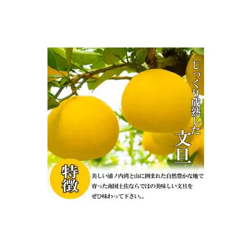 贈答用 土佐 文旦 10kg 【 202７年１月下旬より発送 】 