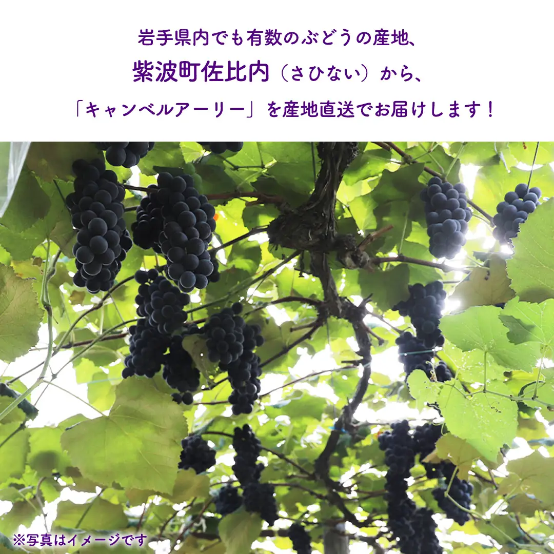 ぶどう キャンベルアーリー 1kg (3～4房)【紫波町佐比内産】 (BC008)