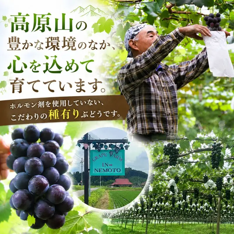 ぶどう 根本さんの種ありこだわり巨峰　約1kg | 完熟 葡萄 甘い 大粒 フルーツ 産地直送 栃木県 矢板市