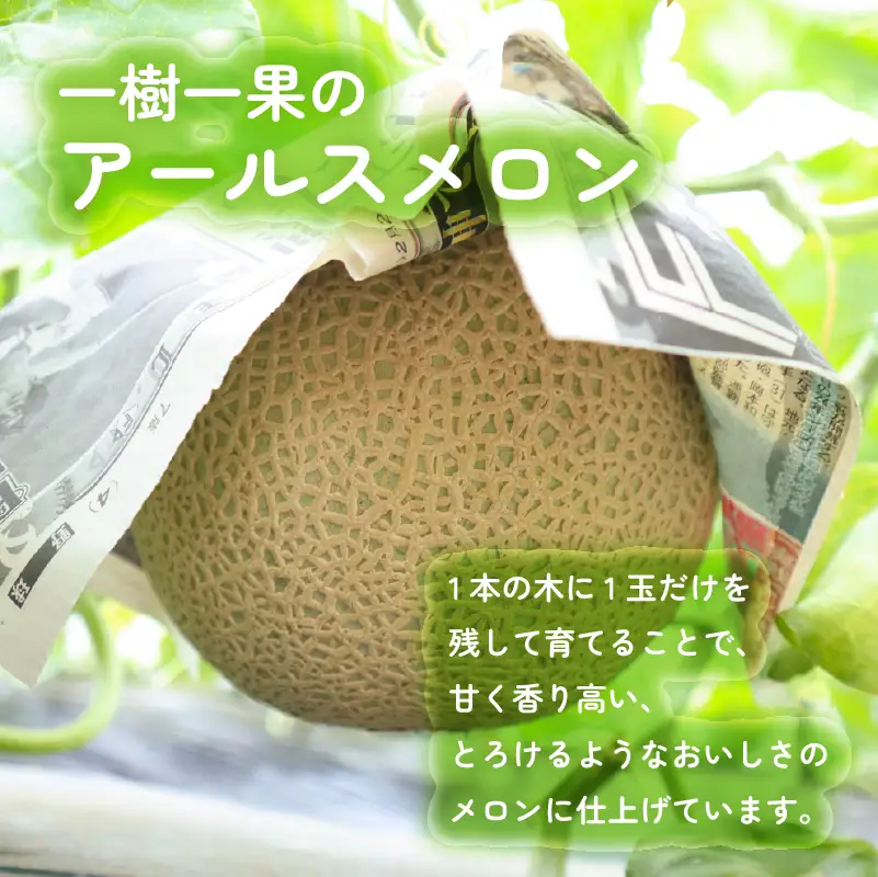 【期間限定 2玉】メロン 2玉 アールスメロン  静岡県 牧之原 一般社団法人　0548プロジェクト