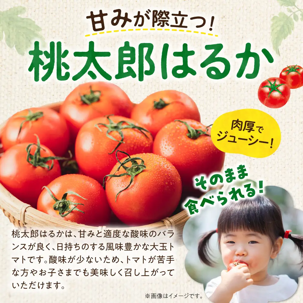 【先行予約：2026年9月上旬以降発送】トマト農家が本気で作る「秋トマト」4Kg 桃太郎はるか 北海道余市町 低段栽培 大玉トマト_Y165-0003