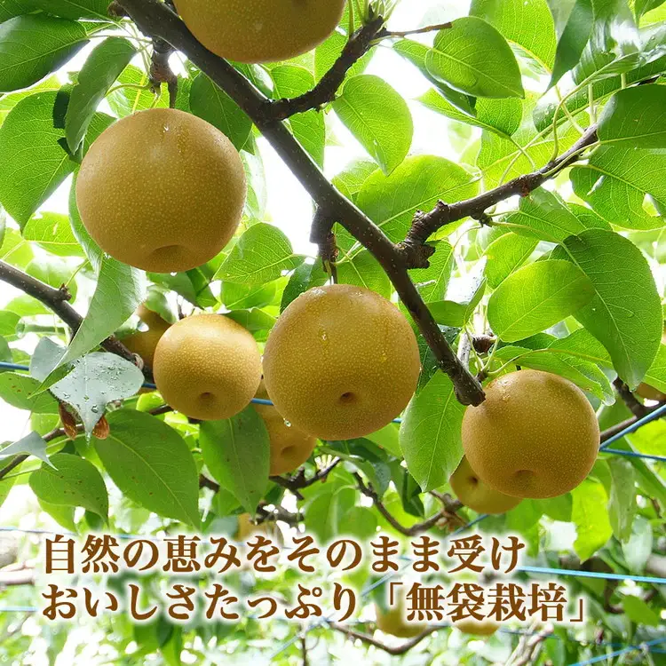 【射水のおいしい果実】【梨】直売所直送 野開梨園の“呉羽梨” 豊水3kg（8～9個／箱）※2026年9月～発送
