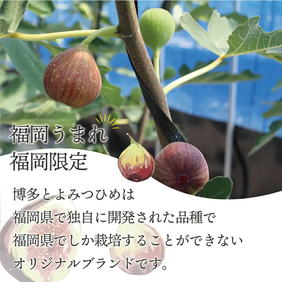 【令和8年度産】【先行予約】福岡県産 とよみつひめ(家庭用小玉) 1.2kg(300g×4パック) [M1016] 福岡県ブランドいちじく福岡県限定 果肉 上品 甘い なめらか食感 糖度17度 フルーツ 果物