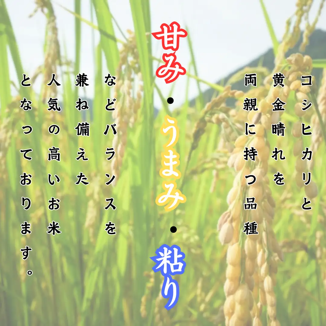 【令和7年産 白米】ヒノヒカリ 5kg 白米 精米 米