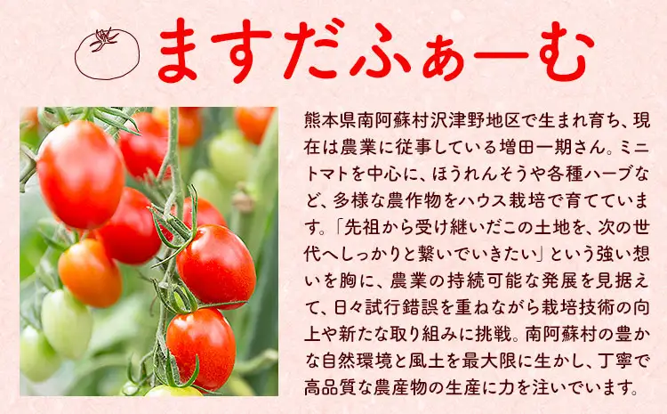 【先行予約】米 令和8年産 阿蘇こしひかり 10kg (5kg×2袋) ますだふぁーむ《9月末-10月末頃出荷》熊本県 南阿蘇村 米 お米 白米 精米 国産米 こしひかり コシヒカリ 産地直送