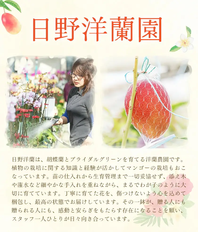 ミディ 胡蝶蘭切花 MIX 5本セット 株式会社日野洋蘭園《30日以内に出荷予定(土日祝除く)》
