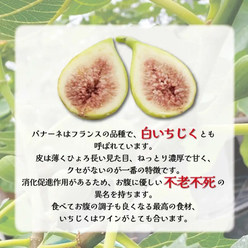 いちじく 食べ比べ ドーフィン バナーネ 12個 約850g～1kg 7～10月発送 いちじく 鹿嶋市