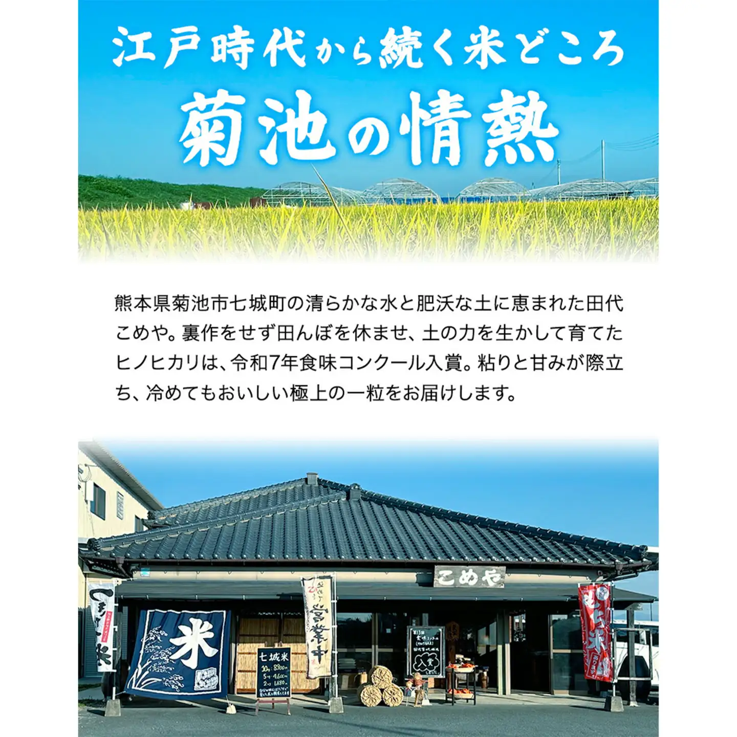 【6ヶ月定期便】令和7年産 菊池市七城町産 田代家の七城米 七城ヒノヒカリ 七分づき 5kg 田代こめや《お申し込み月の翌月から出荷開始》熊本県 菊池市 米 お米 精米 ひのひかり 菊池市産 熊本県産 九州産 送料無料