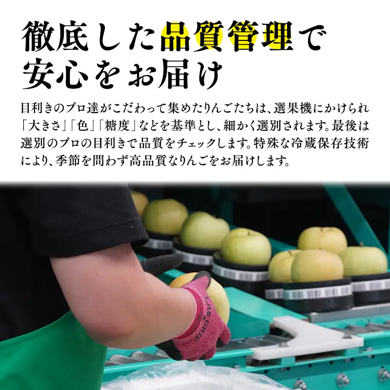 りんご 【2026年11月発送開始】12ヶ月定期便 約5kg 特選 りんご