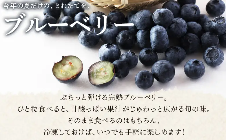 ＜愛媛県西予市産 ブルーベリー ご家庭用 合計約1.5kg＞『7月下旬～8月迄に順次出荷予定』訳あり 果物 フルーツ くだもの 生ブルーベリー 旬 フレッシュ 甘酸っぱい 実 ヨーグルト ご自宅 お取り寄せ 国産 デザート 宇都宮物産 愛媛県 西予市 【冷蔵】UUB0109