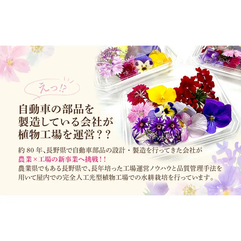 栽培期間中無農薬で安心！屋内水耕栽培で彩り豊かなエディブルフラワーを季節を問わずお届けします！品種おまかせ　20輪相当×３パック 食用花 お花 料理 お菓子 デザート