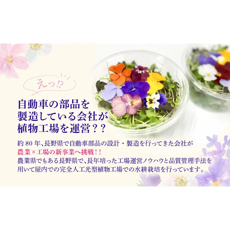 栽培期間中無農薬で安心！屋内水耕栽培で育てたリーフ＆エディブルフラワーサラダ×2カップ 信州野菜のマイクロリーフ入り！ 食用花 お花 野菜 料理 サラダ